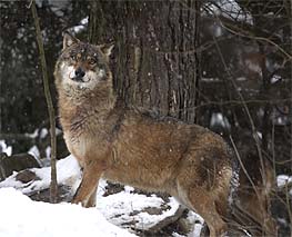 Europischer Wolf